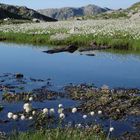 Wollgrasteppich im Umfeld des Schiefersees