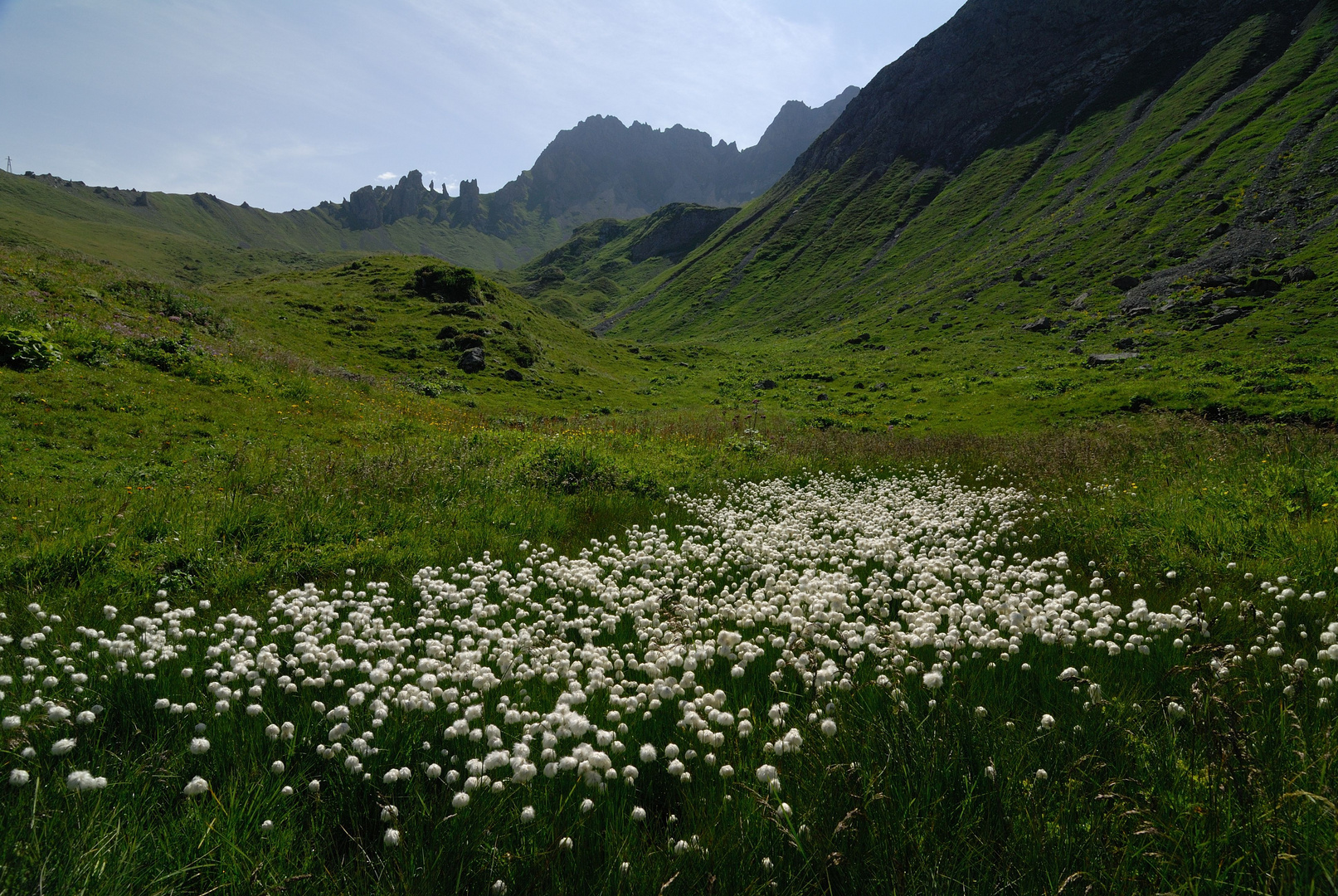 Wollgraswiese im Rätikon