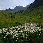 Wollgraswiese im Rätikon