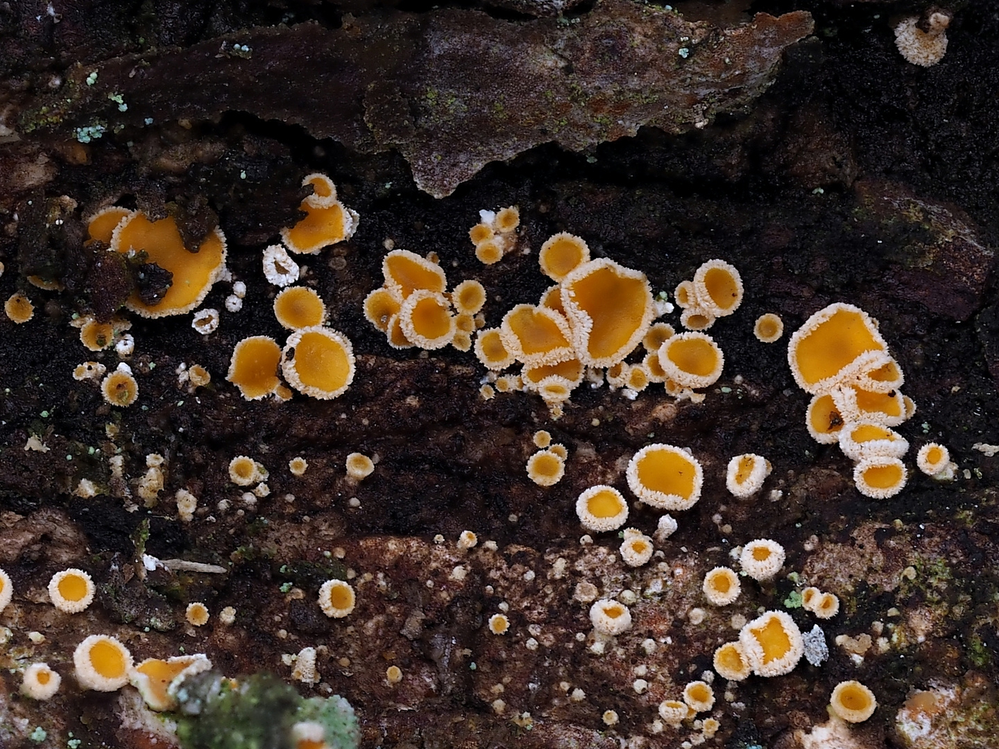 Wollhaarbecherling auf Kiefer (Lachnellula calycina)