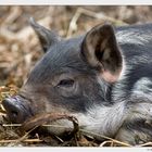 Wollhaariges Weideschweinchen