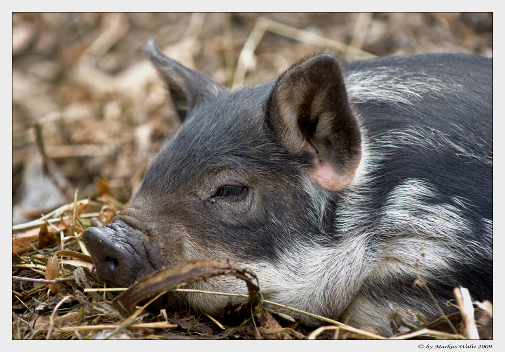 Wollhaariges Weideschweinchen