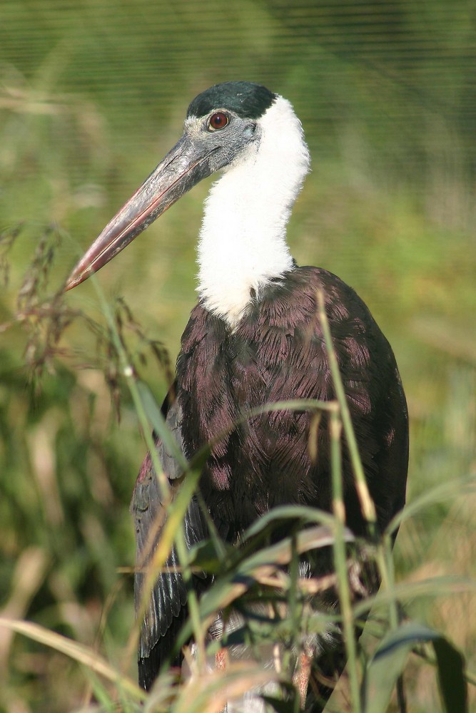 Wollhalssstorch - Vogelpark Niendorf 2006