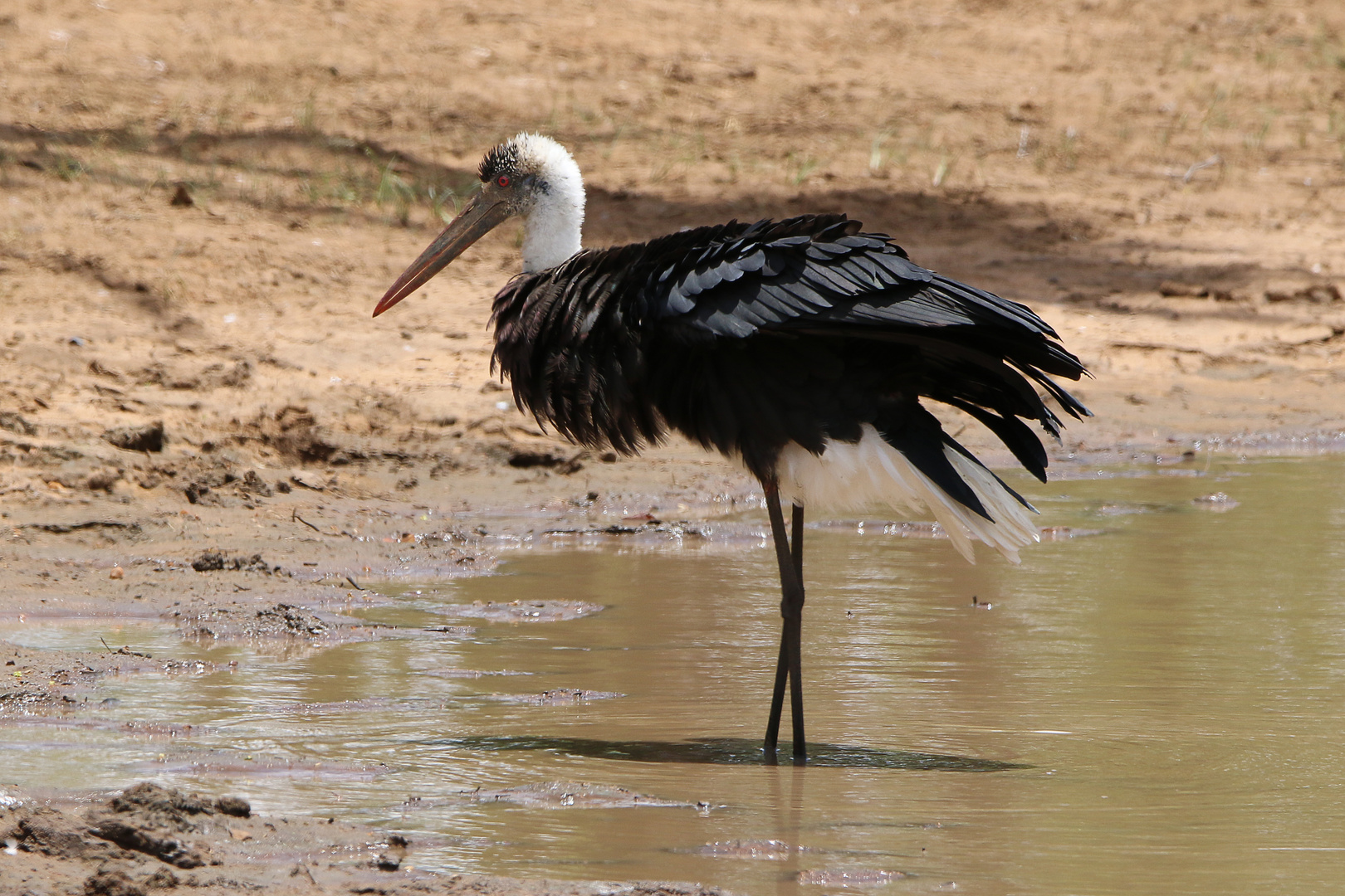 Wollhalsstorch