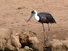 Wollhalsstorch am Wasserloch der Ngulia Lodge, Tsavo West