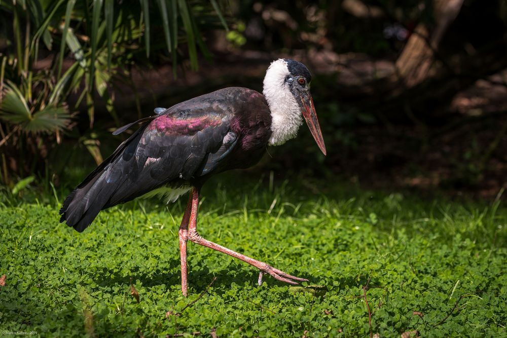 Wollhalsstorch (Ciconia episcopus)