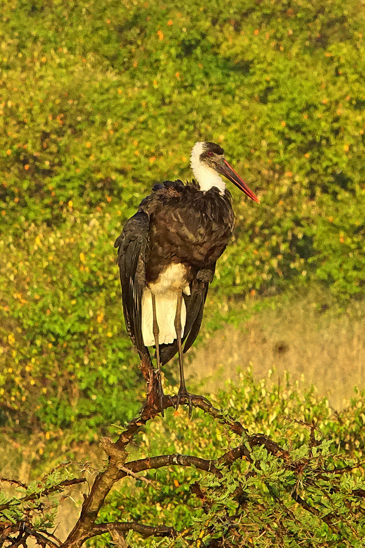 Wollhalsstorch Ciconia episcopus