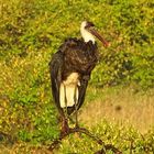 Wollhalsstorch Ciconia episcopus