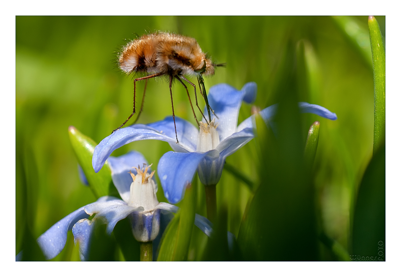 WollHummel