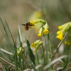 Wolli an Primula veris