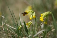 Wolli an Primula veris