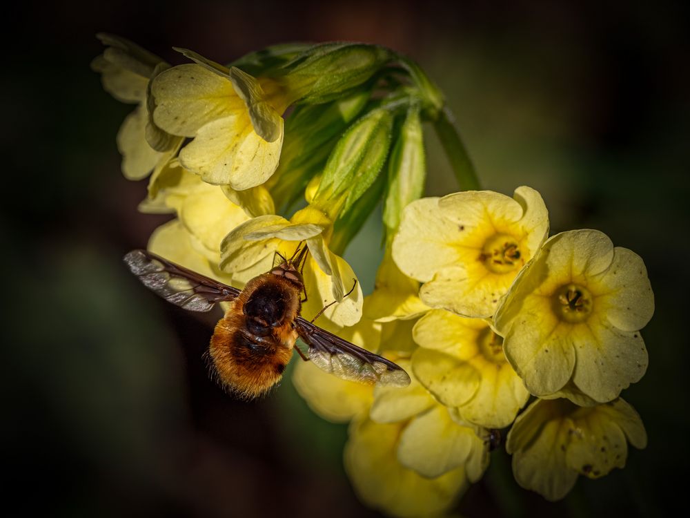 Wolli an Schlüsselblume