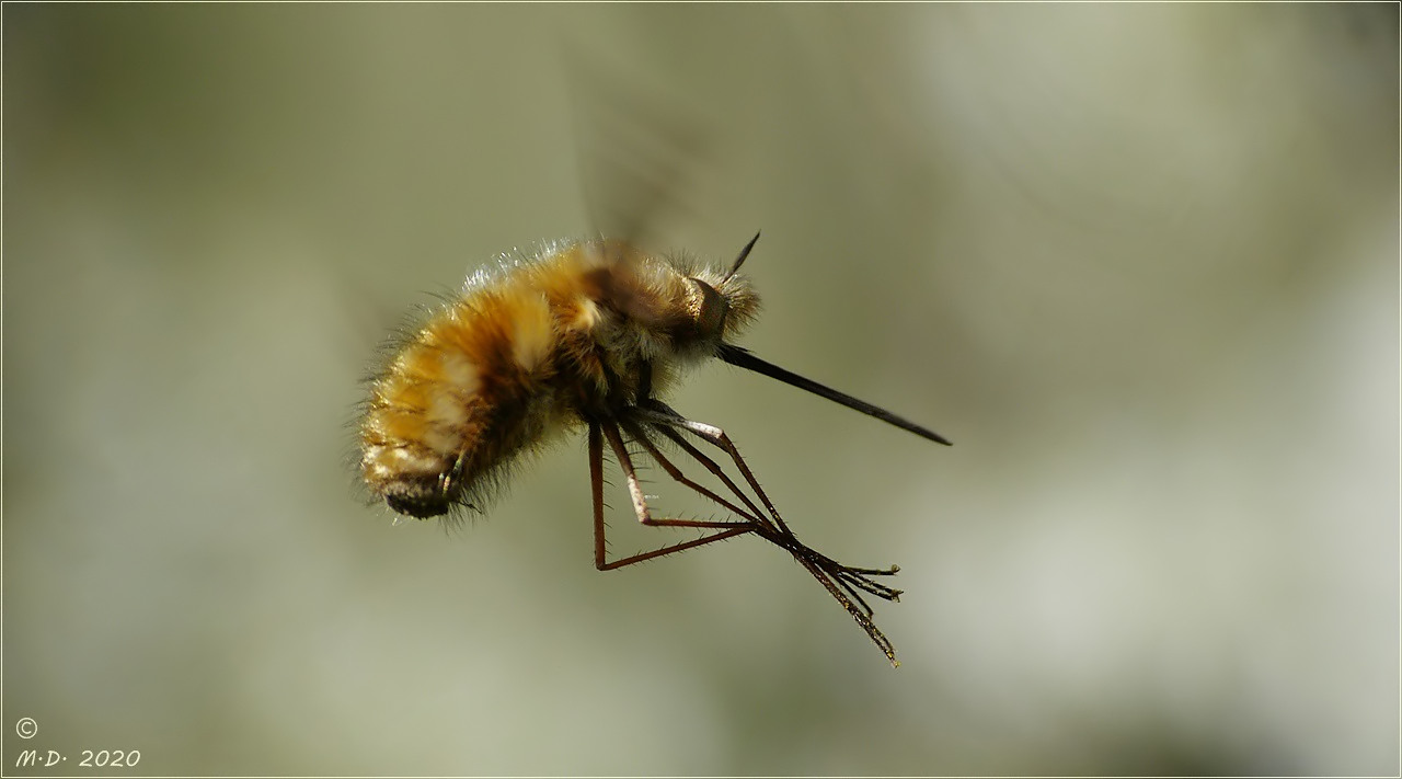 'Wolli' beim Landeanflug !