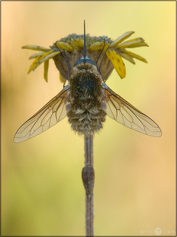 Wolli Hochkant (Wollschweber - Bombylius)