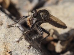 wollig und schuppig - Raubfliege mit Schmetterling