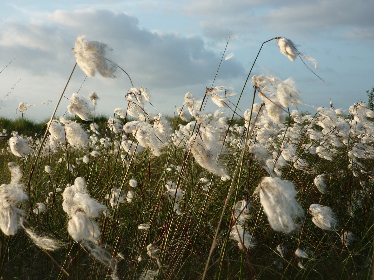 wollige Blüte