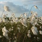 wollige Blüte