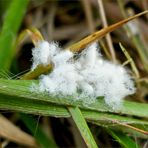 Wollige Eierchen...