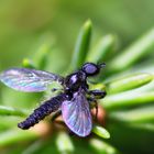 Wollige Haarmücke  (Bibio lanigerus)