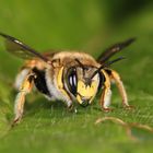 Wollige Harzbiene (Anthidium manicatum)