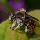 Wollige Harzbiene (Anthidium manicatum)