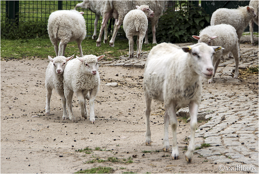 Wollige kleine Kumpel