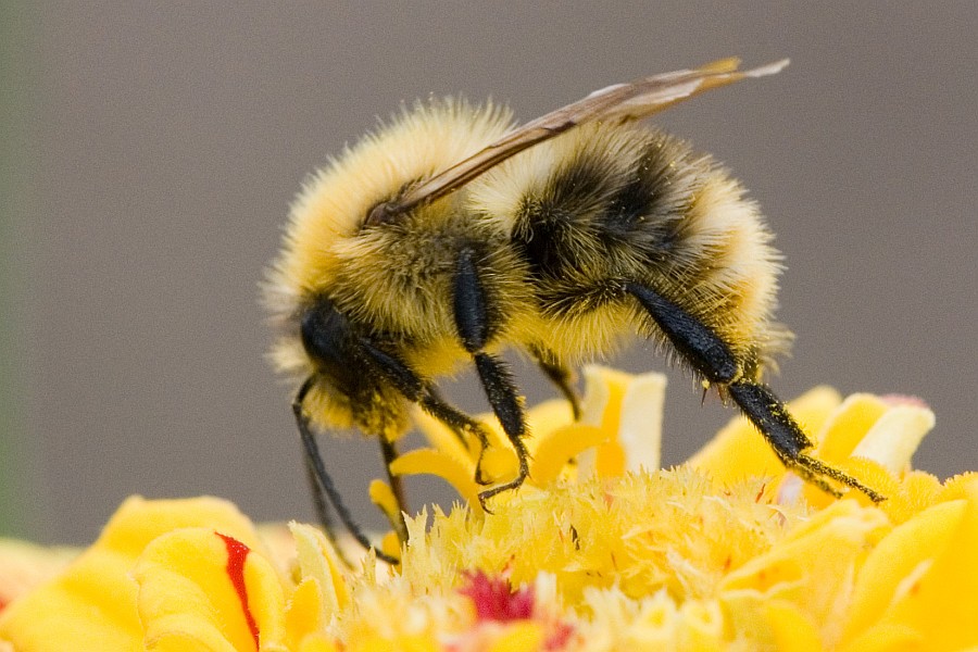 Wolliger Blütenbesucher