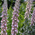 Wolliger Fingerhut (Digitalis lanata)