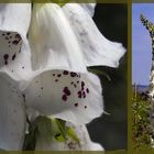 wolliger Fingerhut (Digitalis lanatae)