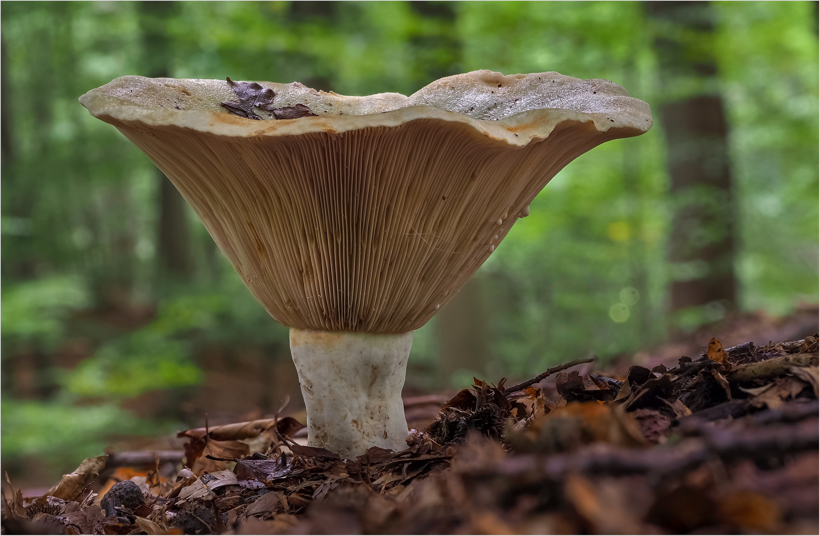 Wolliger Milchling , Erdschieber..... Foto & Bild natur, macro