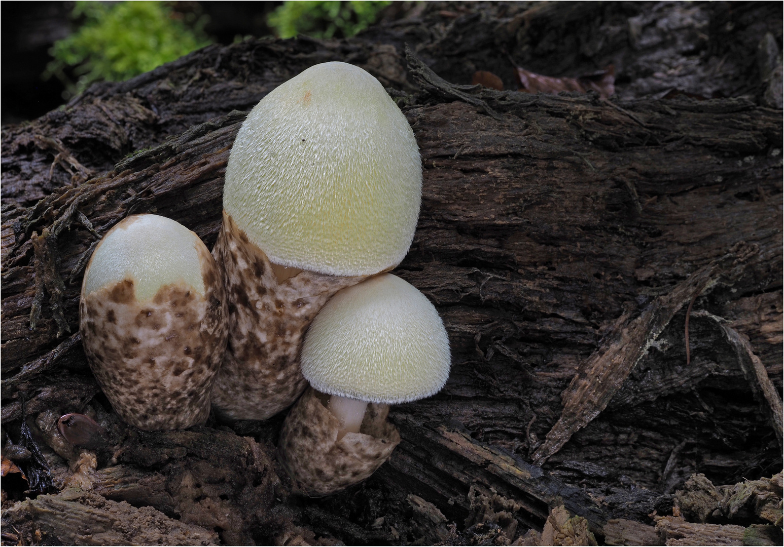 Wolliger Scheidling / Volvariella bombycina