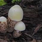 Wolliger Scheidling / Volvariella bombycina