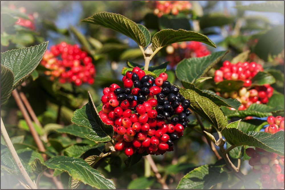 Wolliger Schneeball Foto &amp; Bild | pflanzen, pilze &amp; flechten, früchte ...