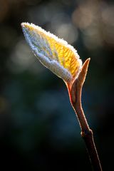 Wolliger Schneeball in der Abendsonne