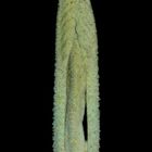 WOLLIGER SCHNEEBALL (Viburnum lantana)