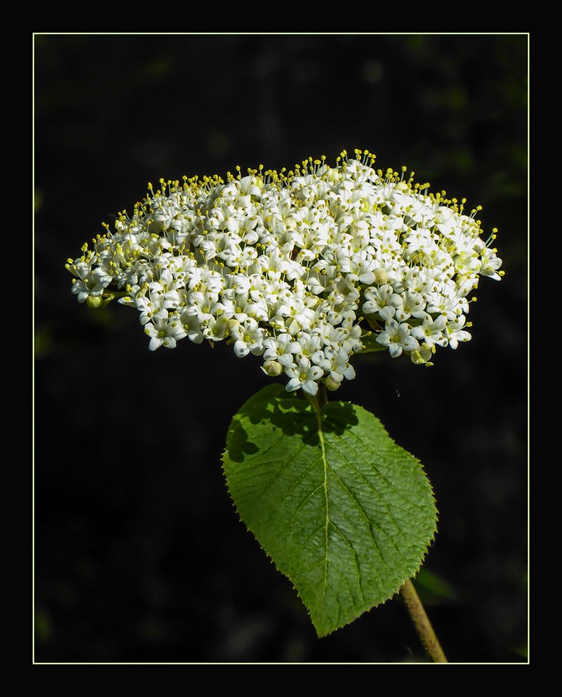 Wolliger Schneeball  -  Viburnum lantana