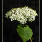 Wolliger Schneeball  -  Viburnum lantana