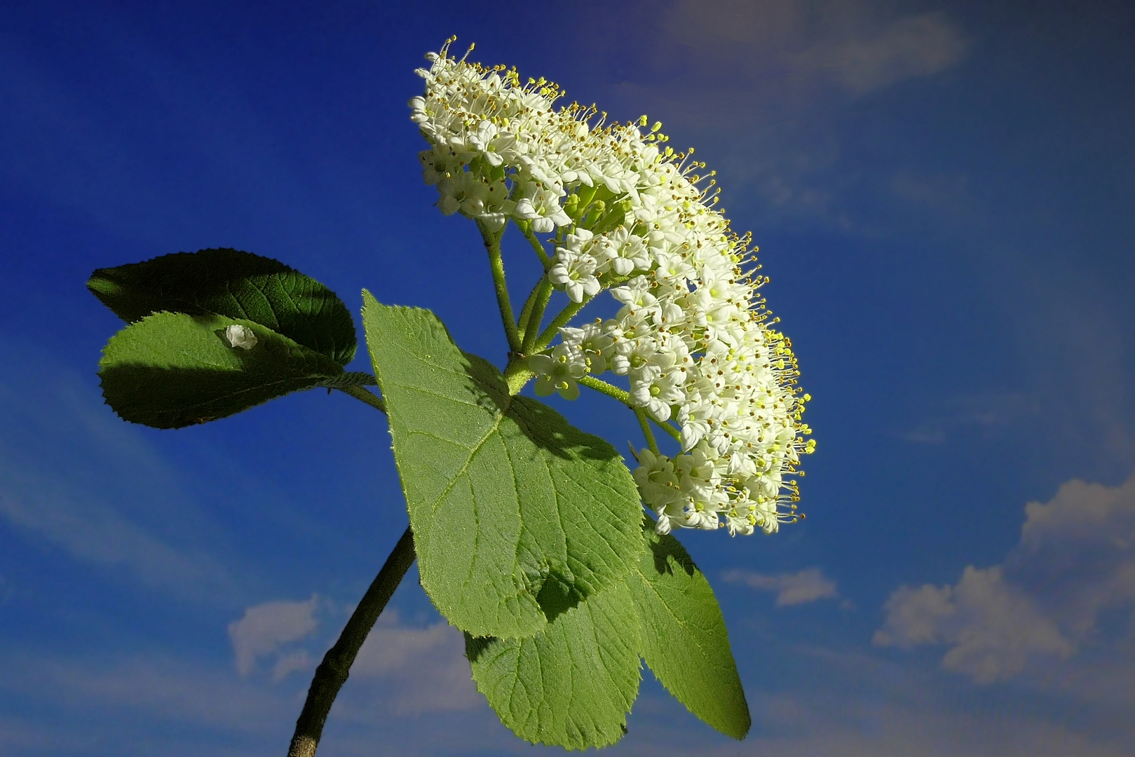 Wolliger Schneeball (Viburnum lantana)