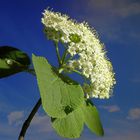 Wolliger Schneeball (Viburnum lantana)