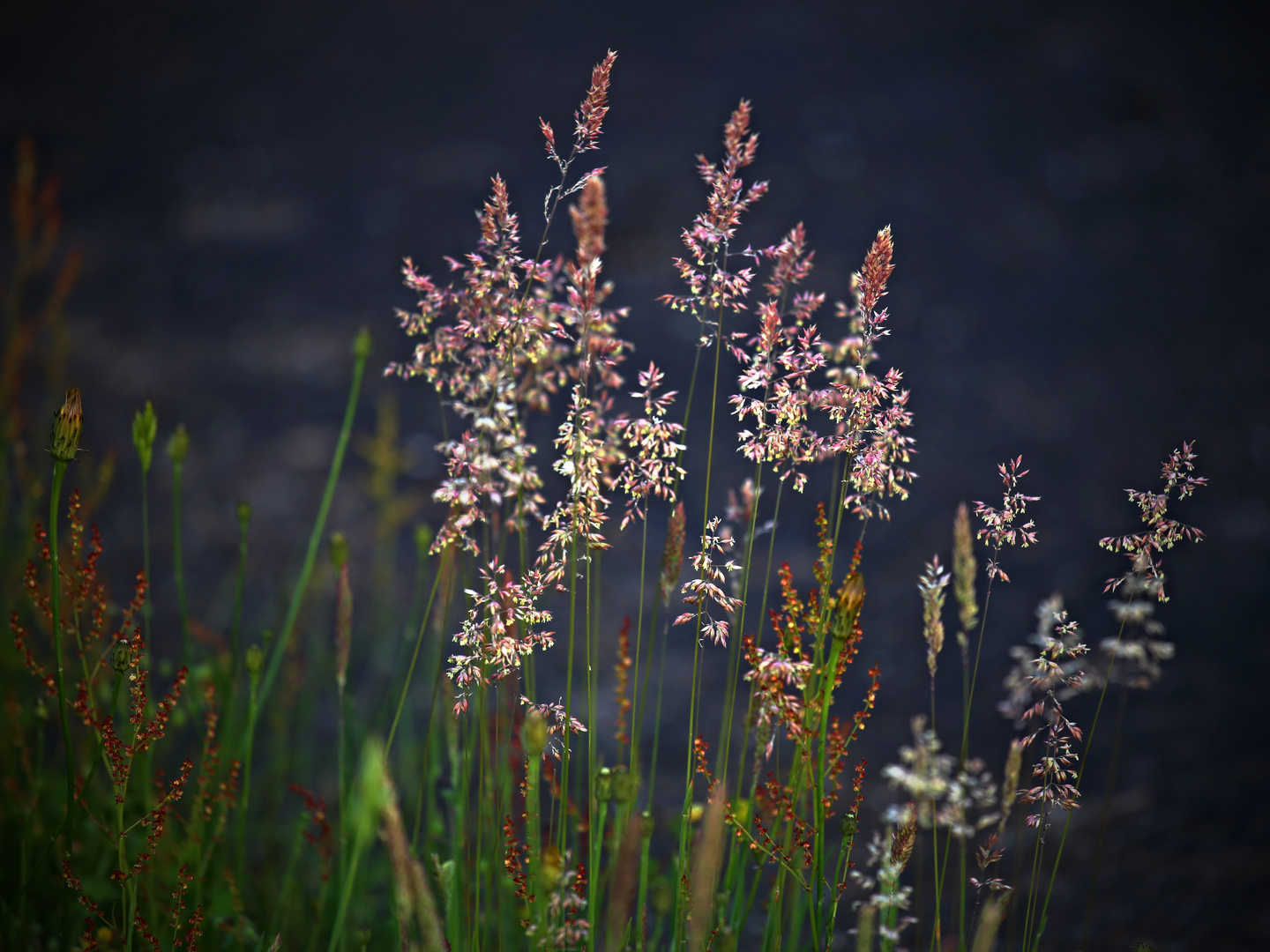 Wolliges Honiggras (Holcus lanatus)