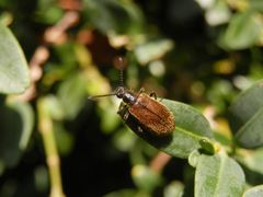 Wollkäfer (Lagria atripes) auf Buchsbaum