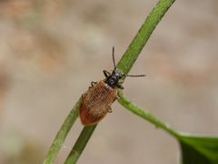 Wollkäfer (Lagria atripes) - Weibchen