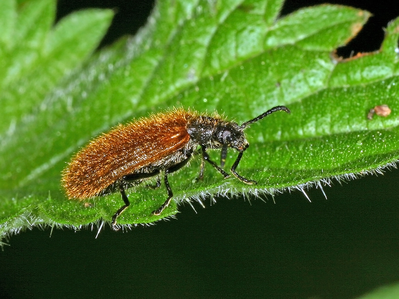 Wollkäfer (Lagria sp.)....