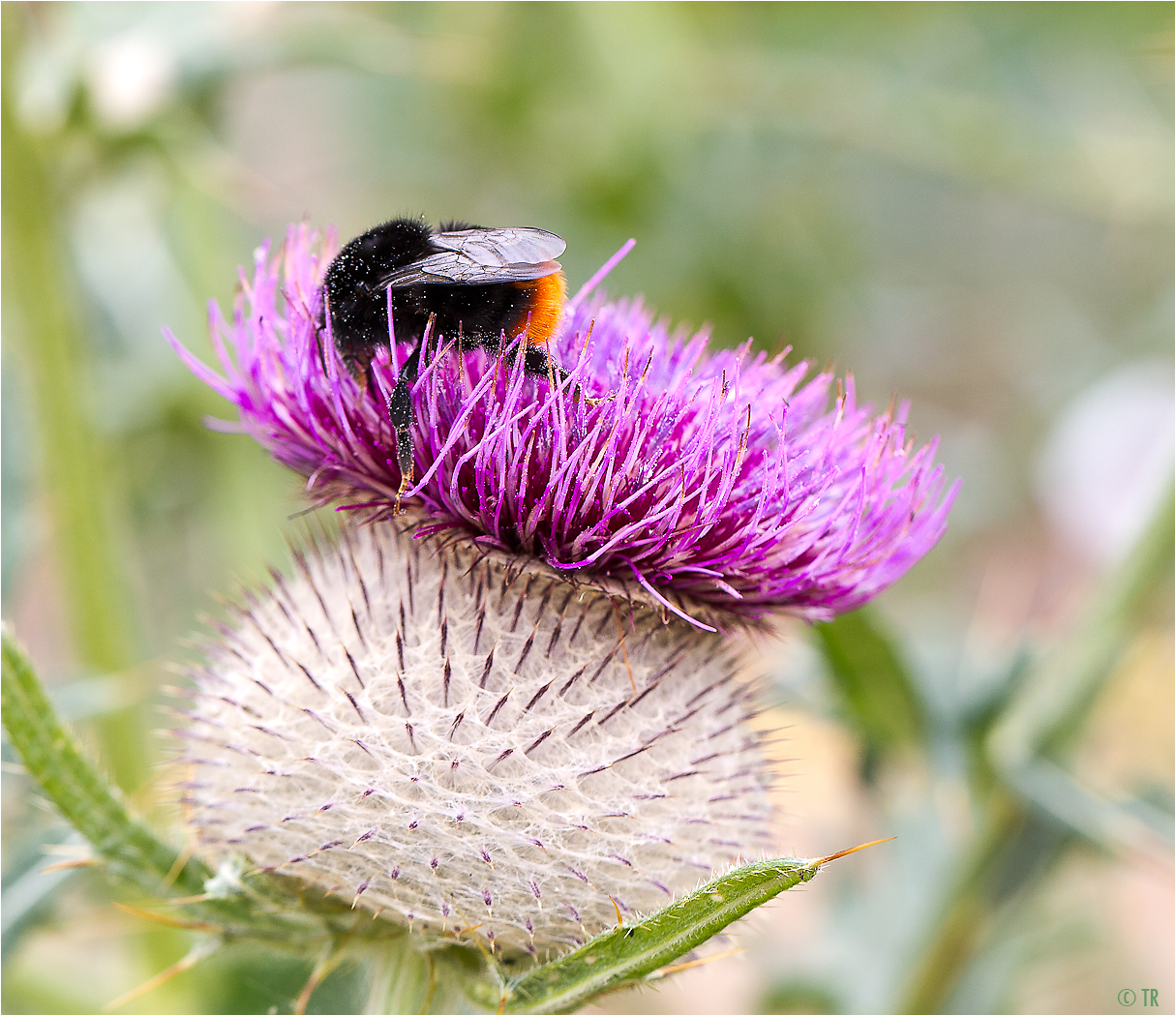 Wollkopf-Kratzdistel (Cirsium eriophorum)