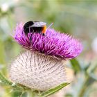 Wollkopf-Kratzdistel (Cirsium eriophorum)