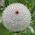 "Wollkopf" (Wollköpfige Kratzdistel; Cirsium eriophorum)