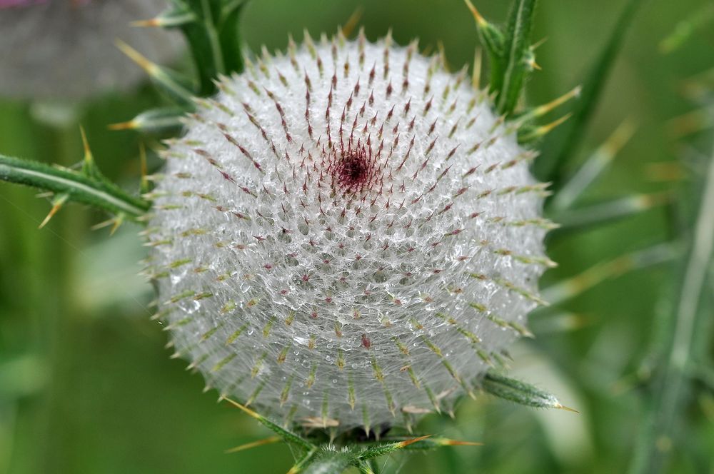 "Wollkopf" (Wollköpfige Kratzdistel; Cirsium eriophorum)