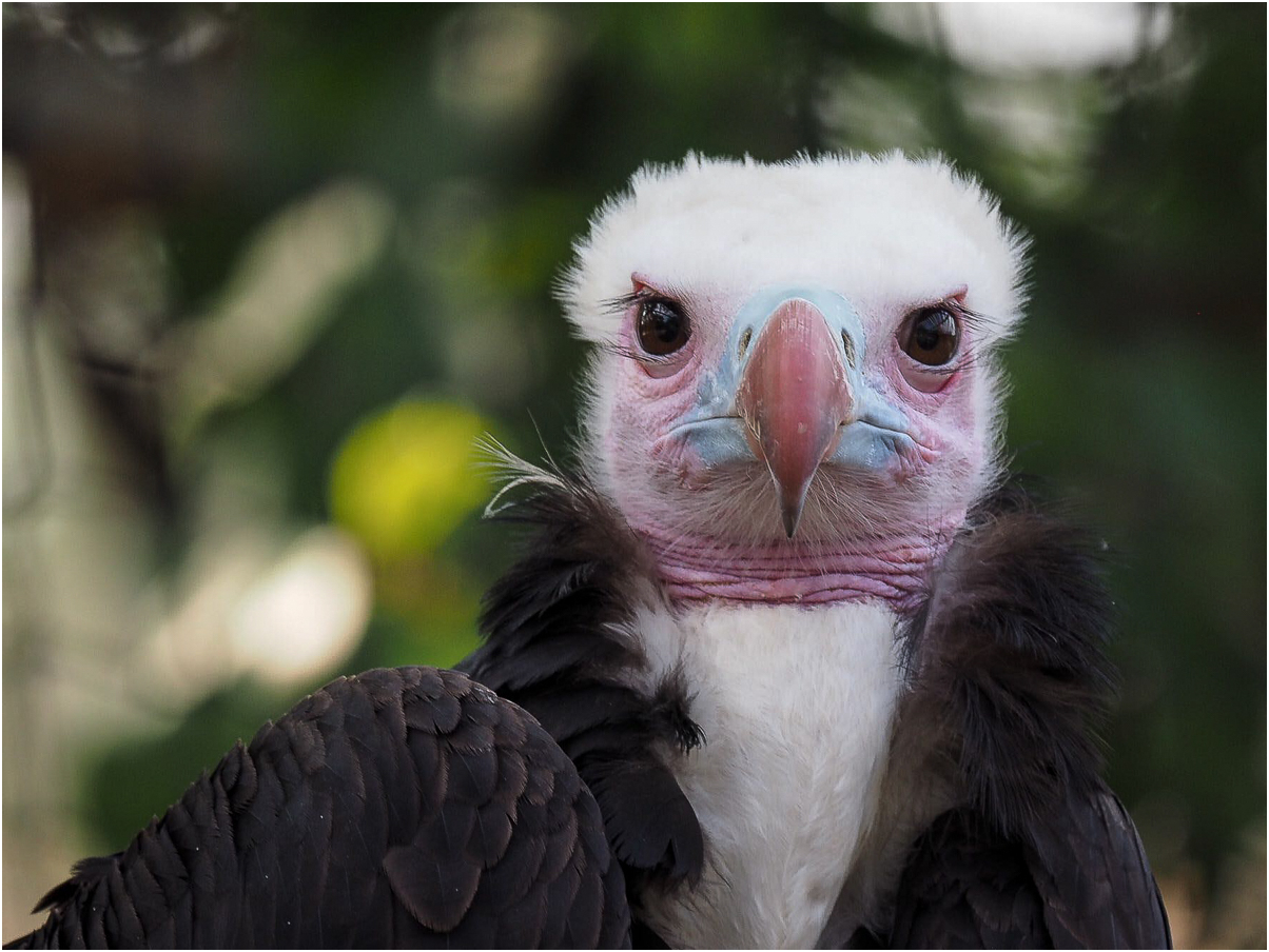 Wollkopfgeier Foto & Bild africa, southern africa, south africa