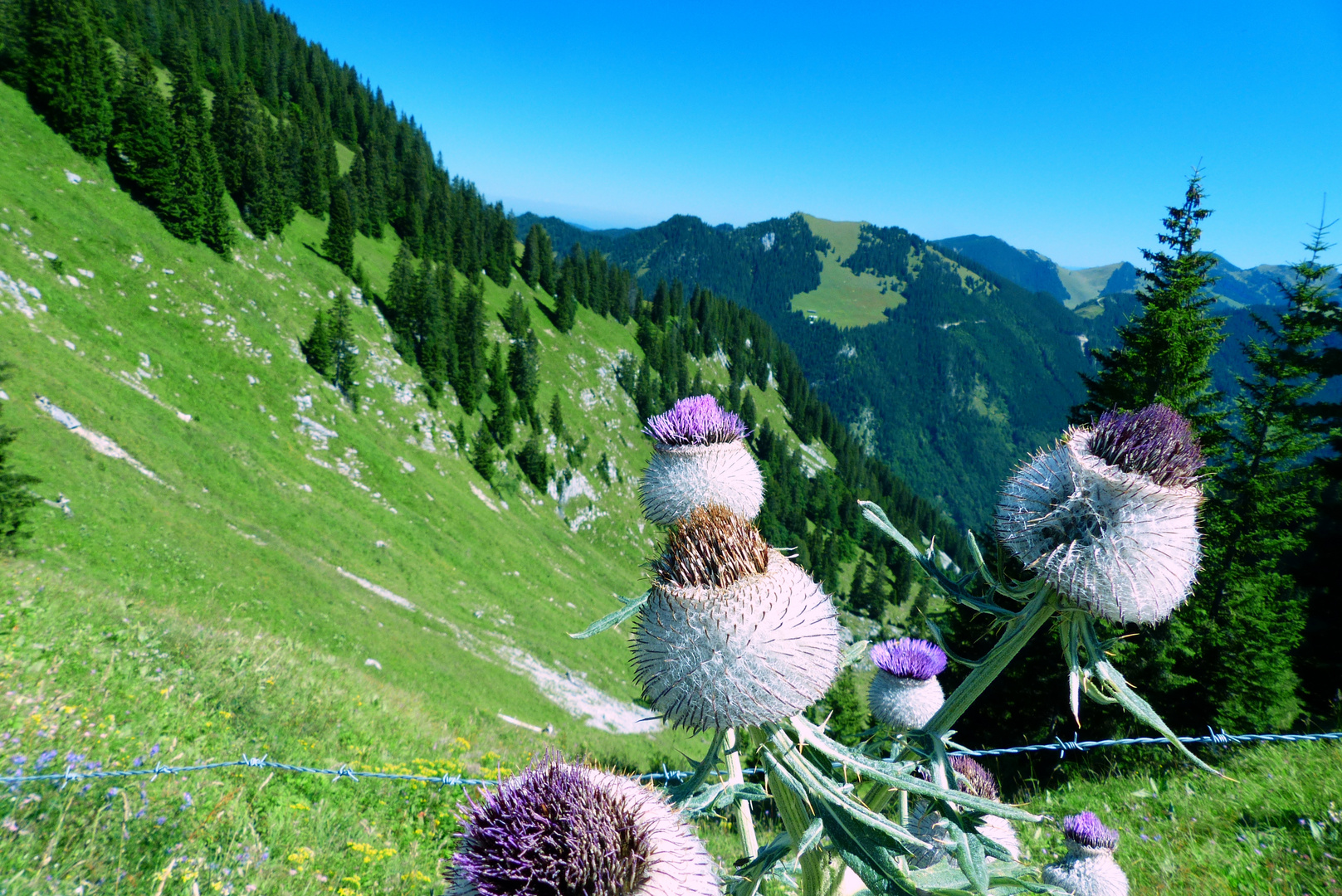 °°°° Wollkratzdistel vor Bergkulisse °°°°