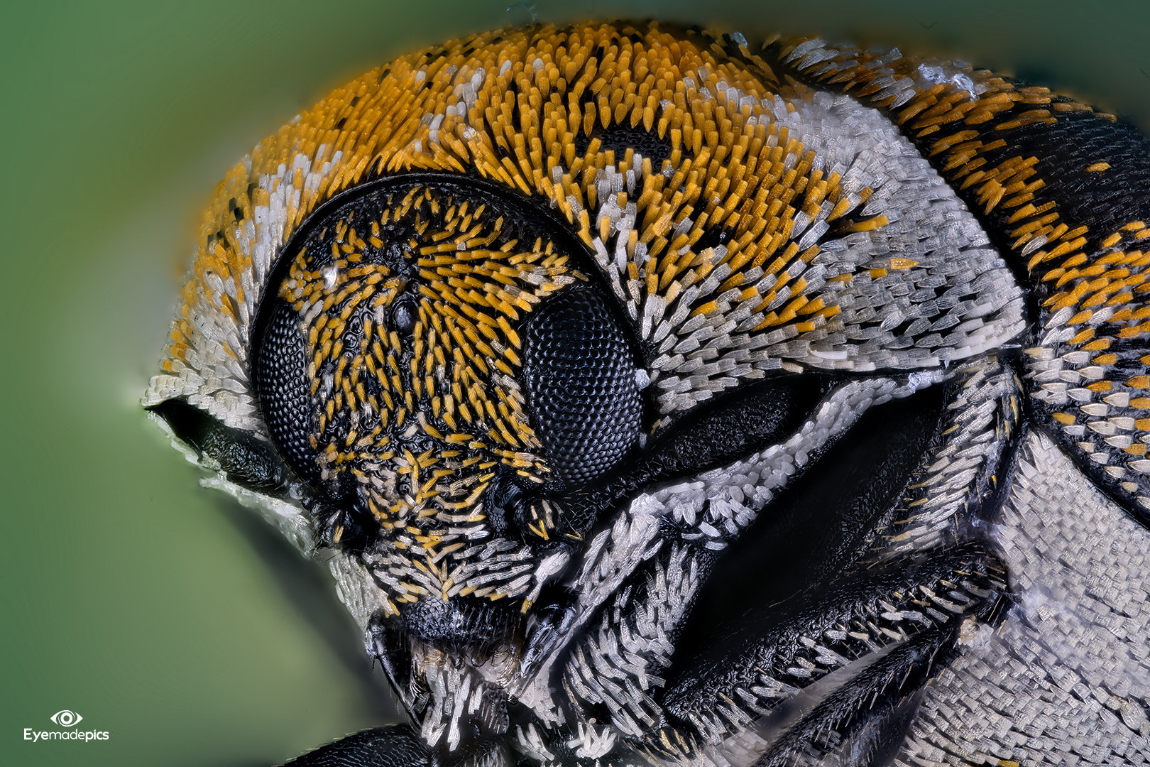 Wollkrautblütenkäfer (Anthrenus verbasci)